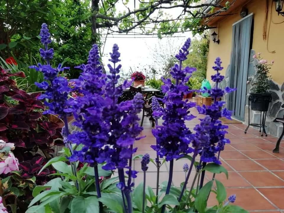 Vakantiehuis Cortijo Buenavista *