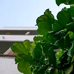 Casa Lyrata Comfort & Design