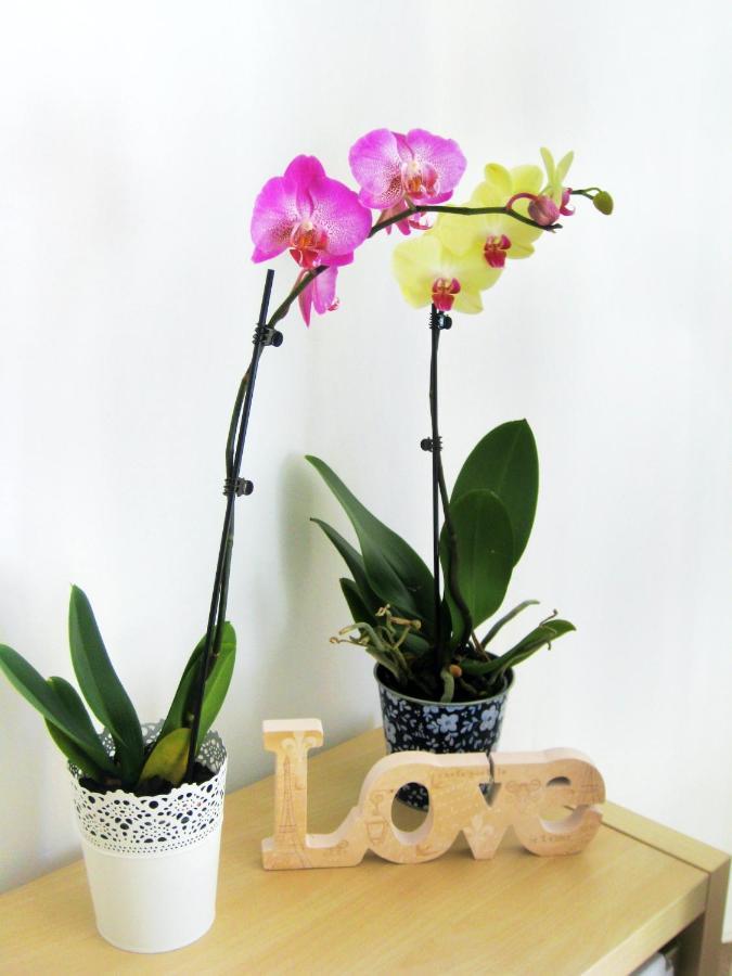 Apartamento Cozy With Sea View - - 40 Sqm *