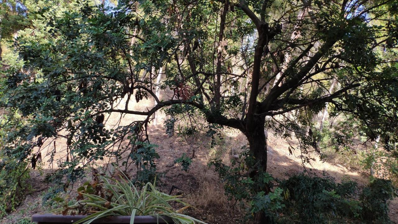 Lejlighed Fabulosa Casa Del Arbol Málaga