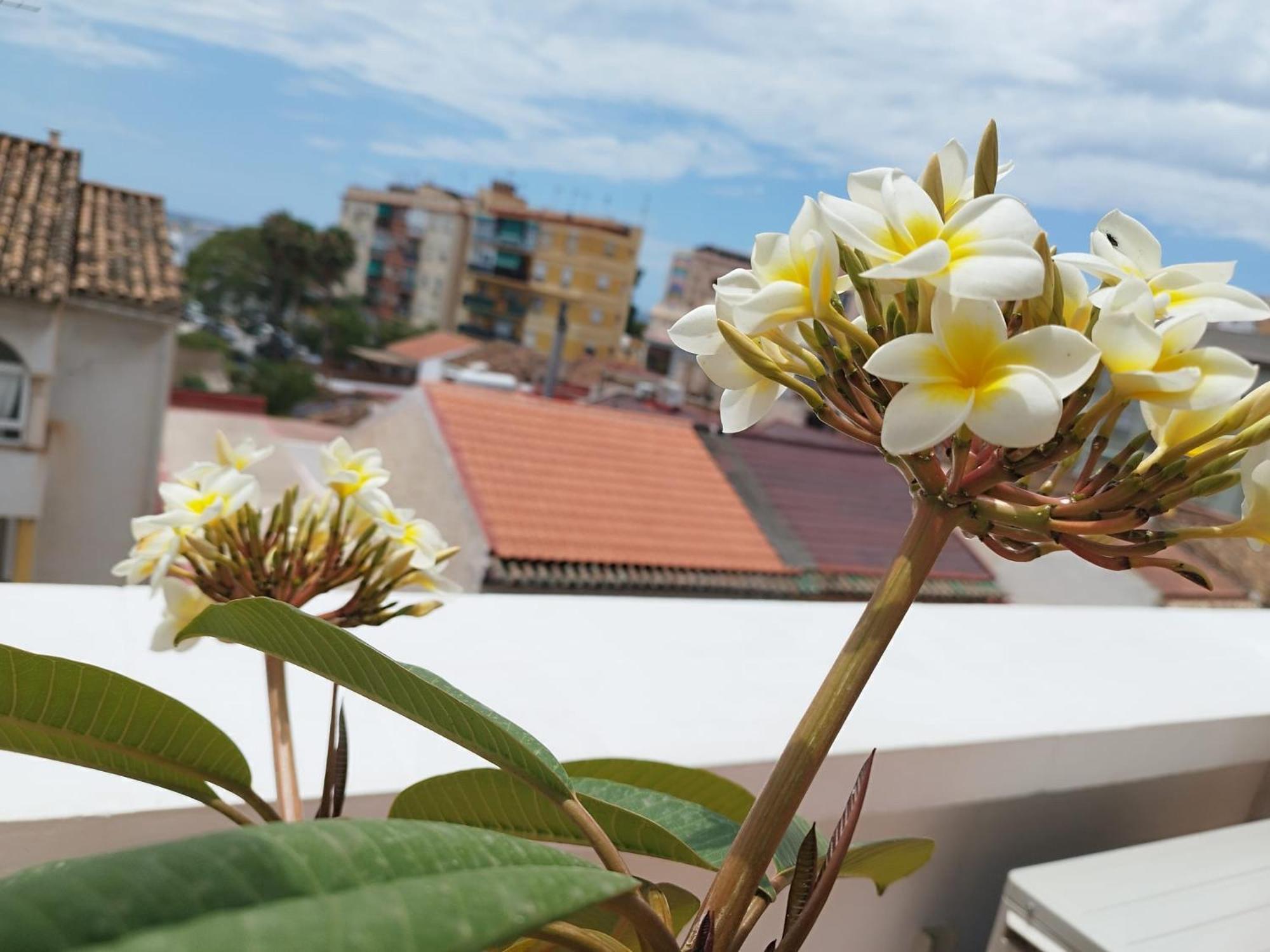 Apartment Plumaria Málaga
