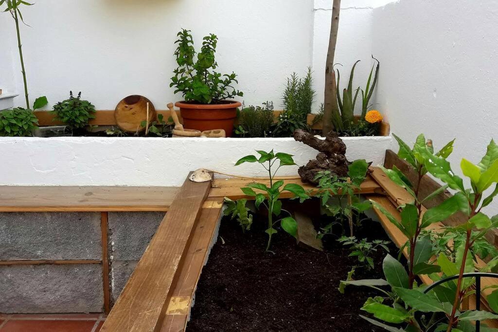 Penthouse Terrace Lägenhet Málaga
