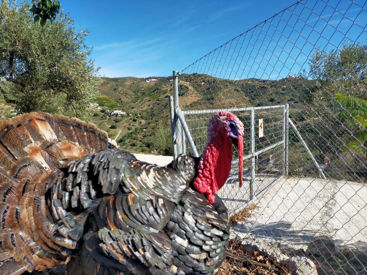 Semesterbostad Paraje El Pozo Málaga