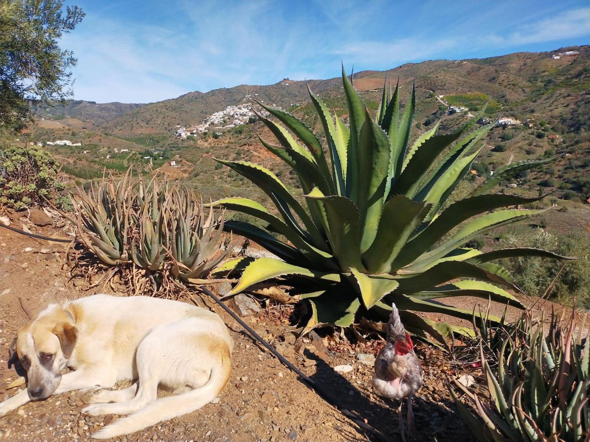 Vakantiehuis Paraje El Pozo *