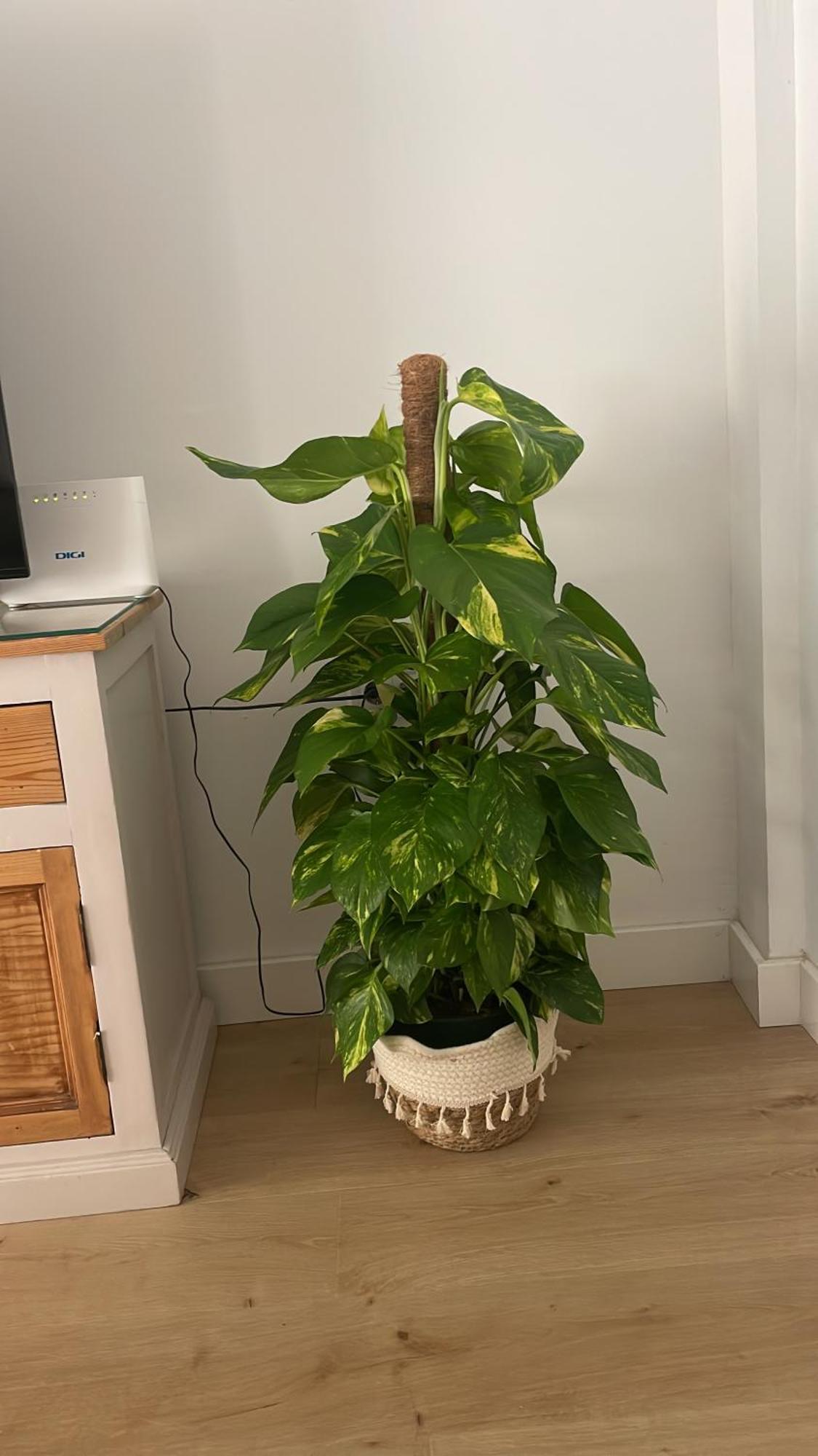 Exclusivo Cerca De La Playa Appartement