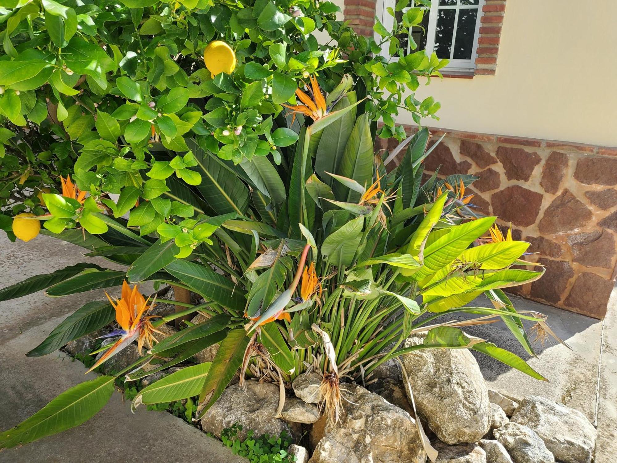 Villa Casa Sunflower