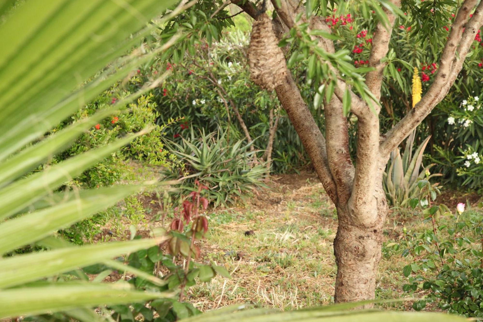 The Dragonfly Retreat *