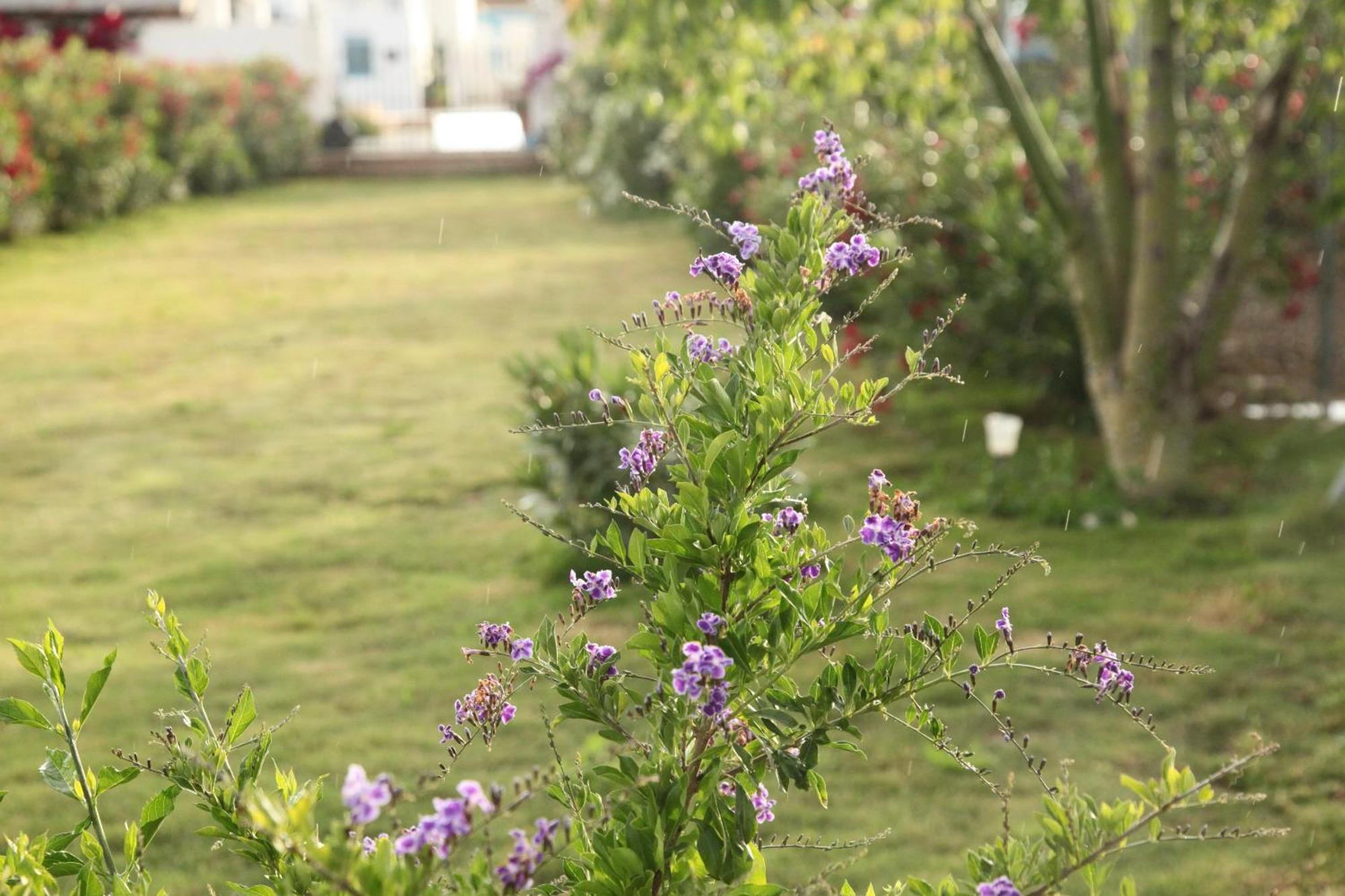 The Dragonfly Retreat *