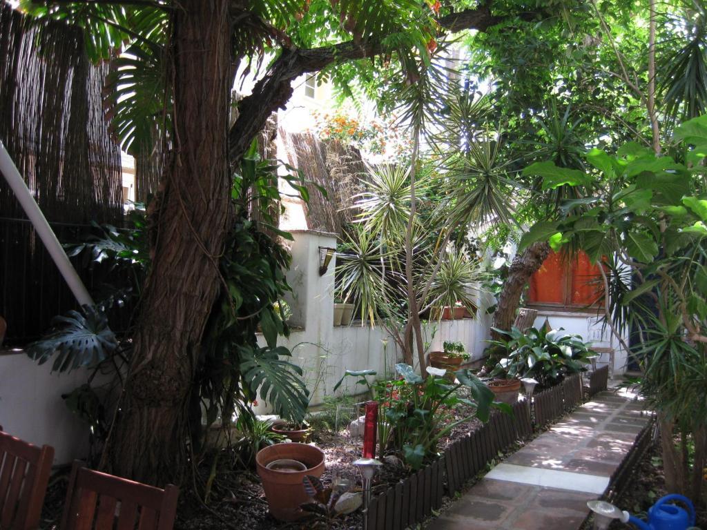 Acacias 2*