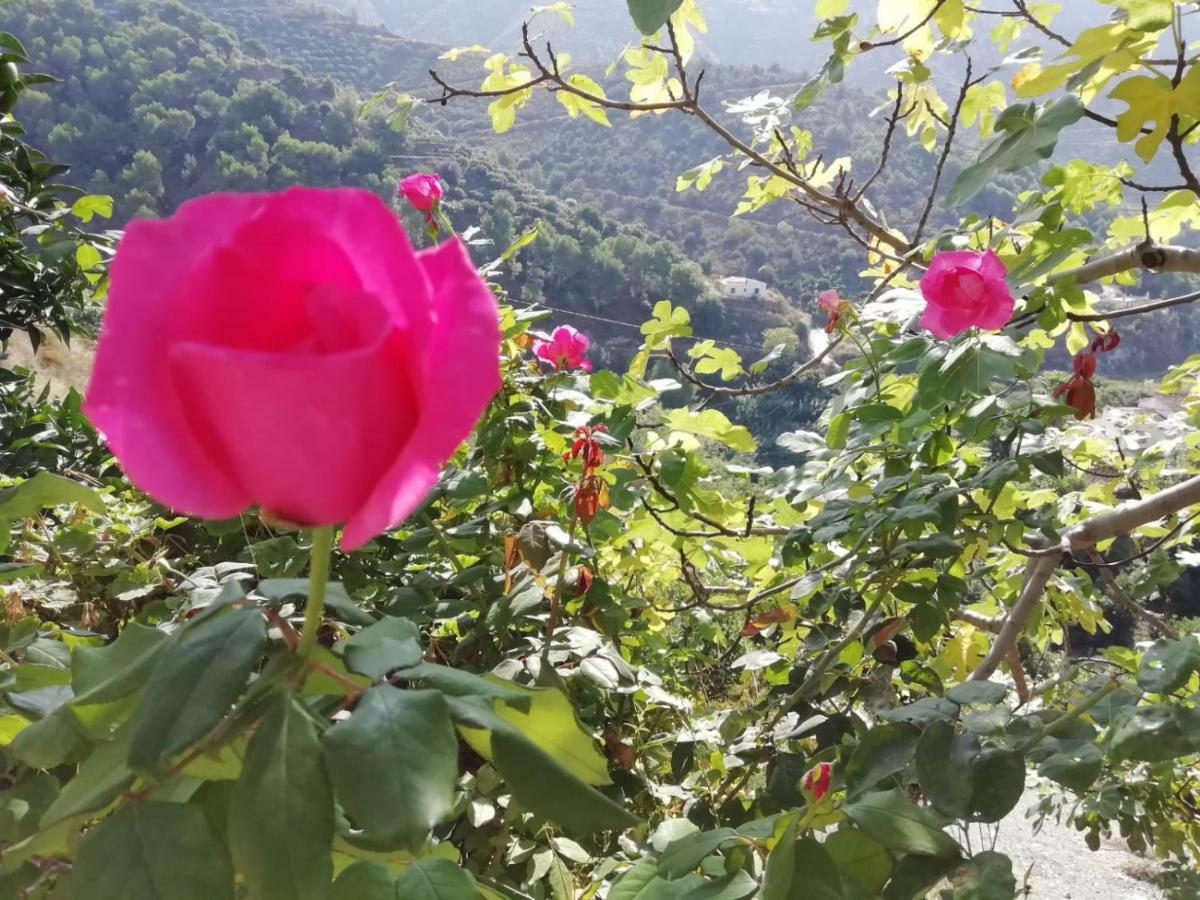 Holiday home Cortijo Buenavista