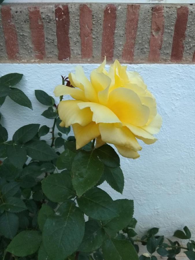 Apartamento Laguna Beach, Torrox Costa, Lägenhet Málaga