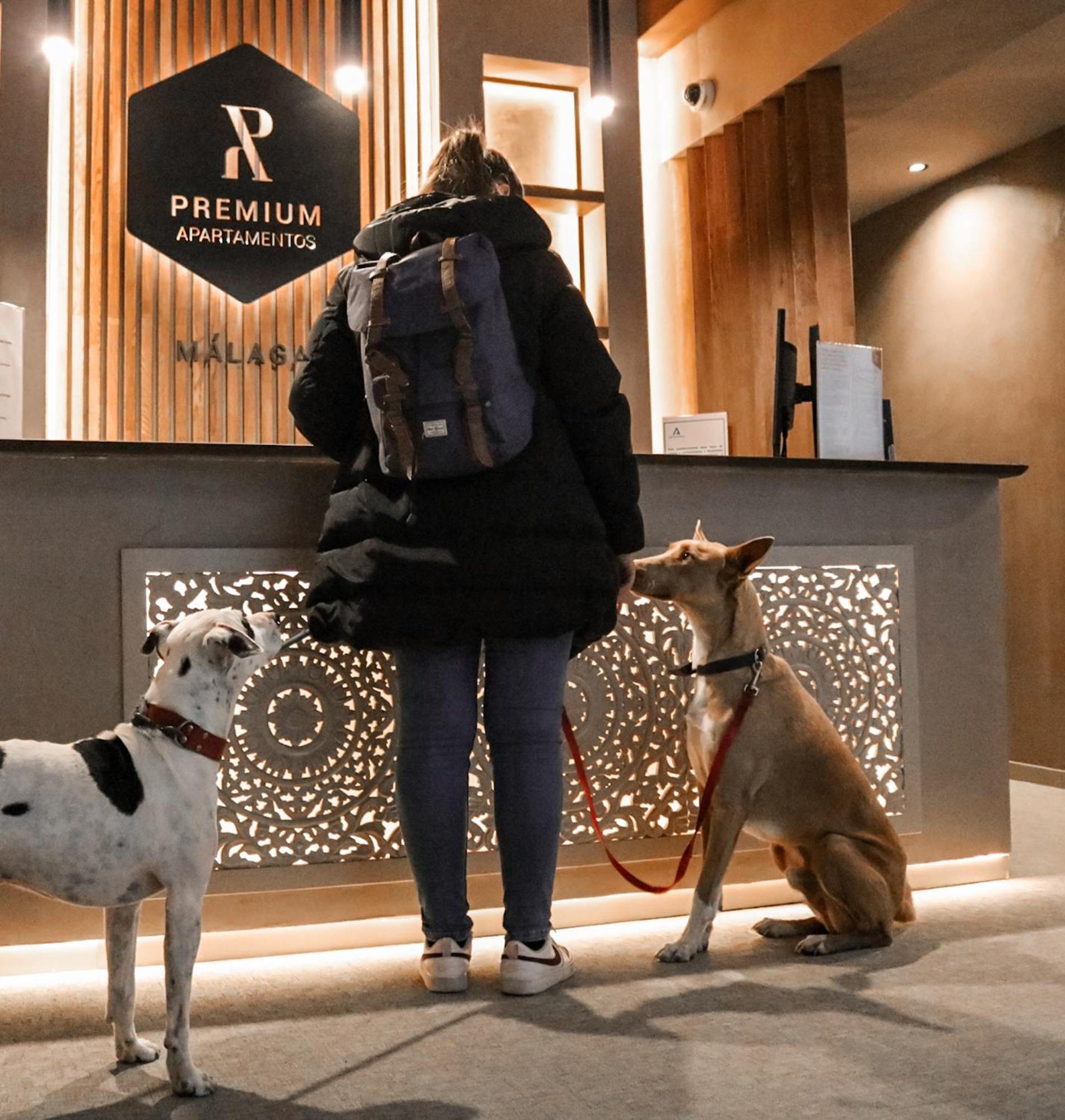 Premium - Calle San Telmo Appartamento *