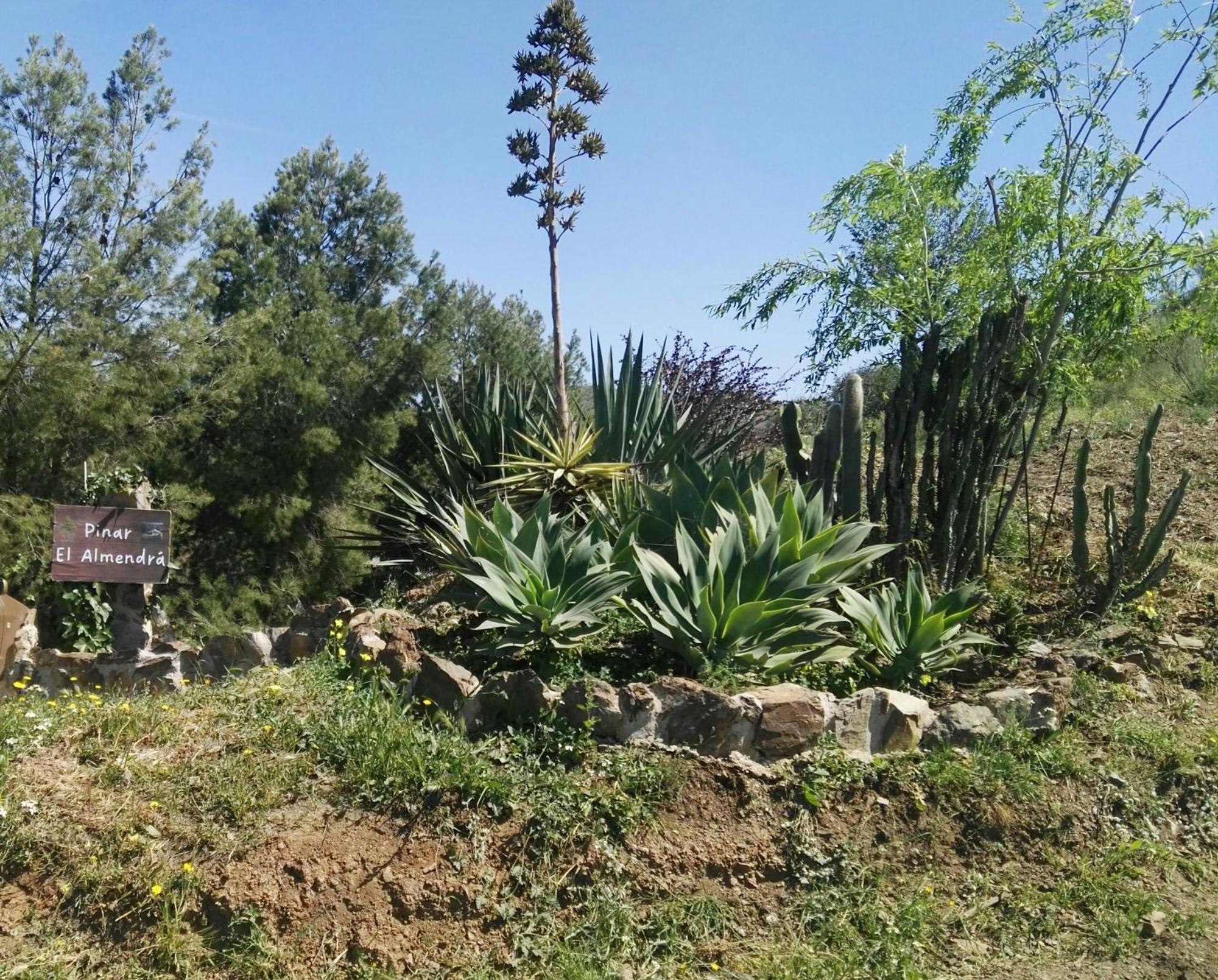 Pinar El Almendra