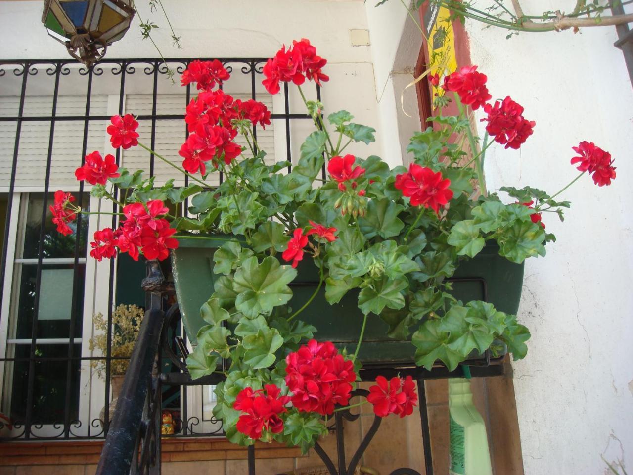 Casa Babylon Backpakers Hostel *
