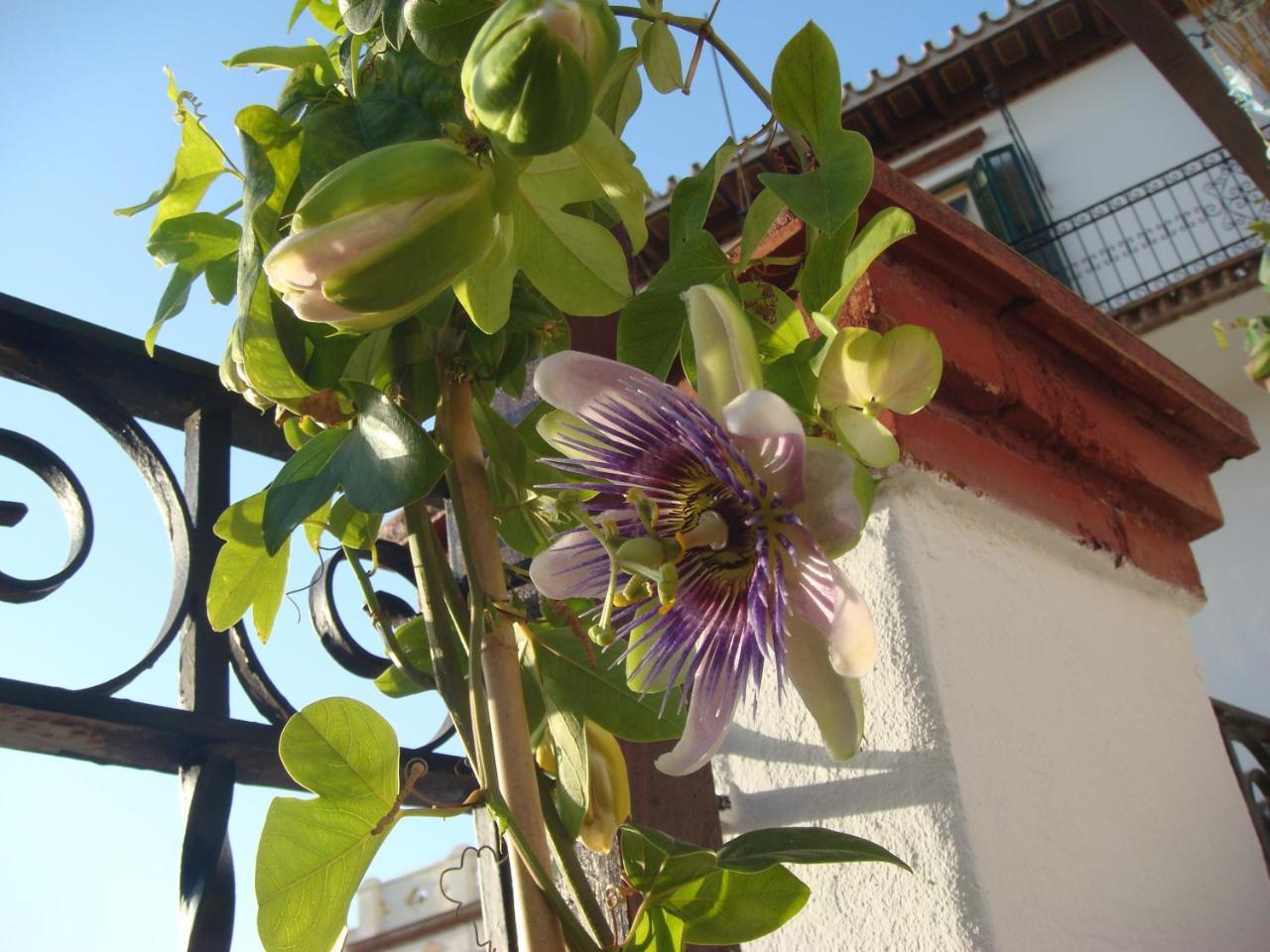 Casa Babylon Backpakers Hostel *