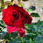 Casa De Las Rosas