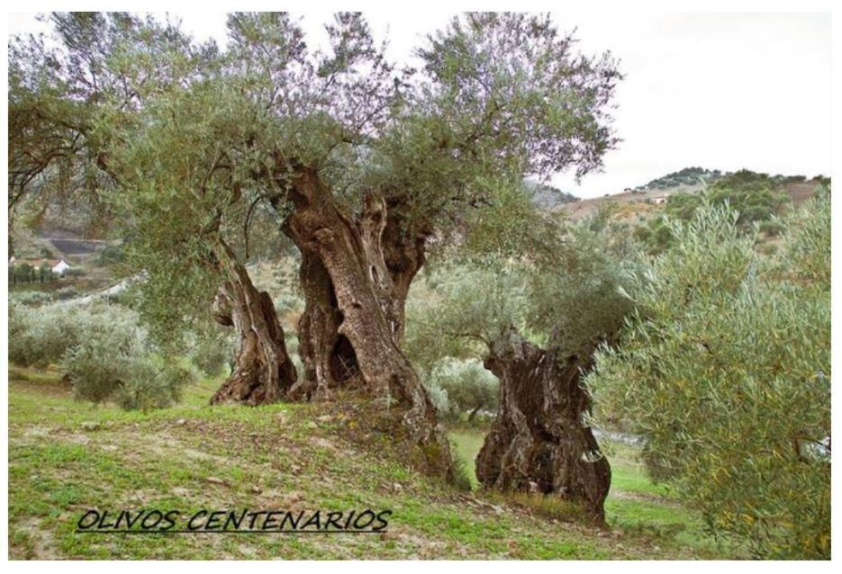 Montiel Holiday home *