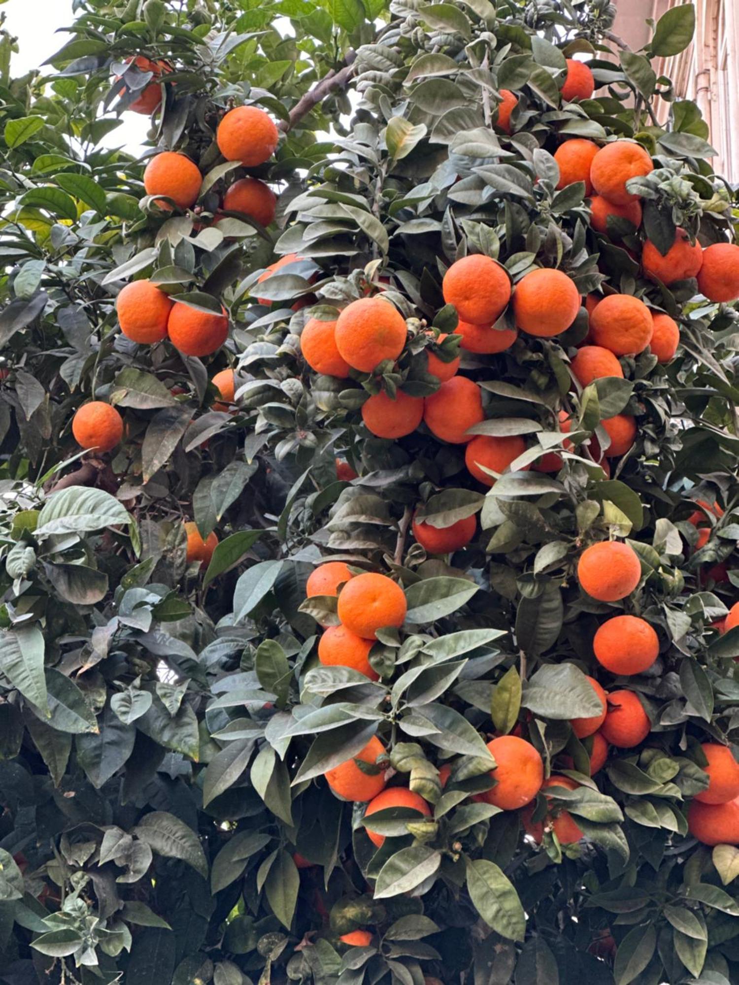 Malaga's Secret Appartamento