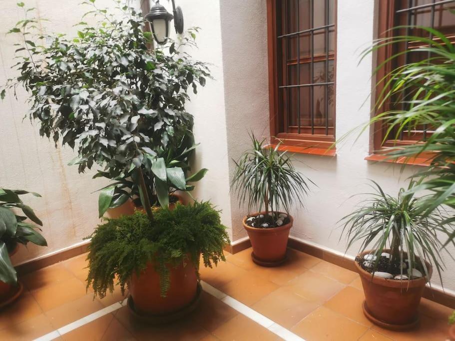 Attico Luxury Suitemalaga Lejlighed *